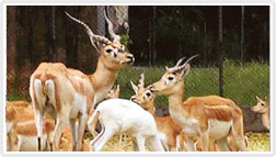 Deer Park 